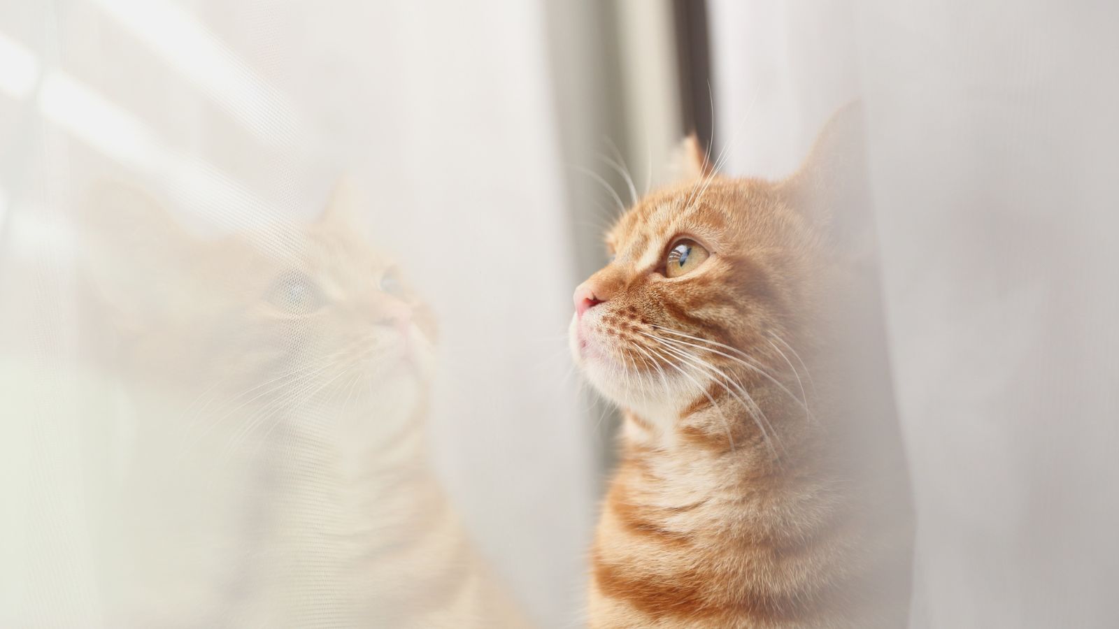 窓辺で外を見つめる、カーテン越しのやわらかな光に包まれた猫