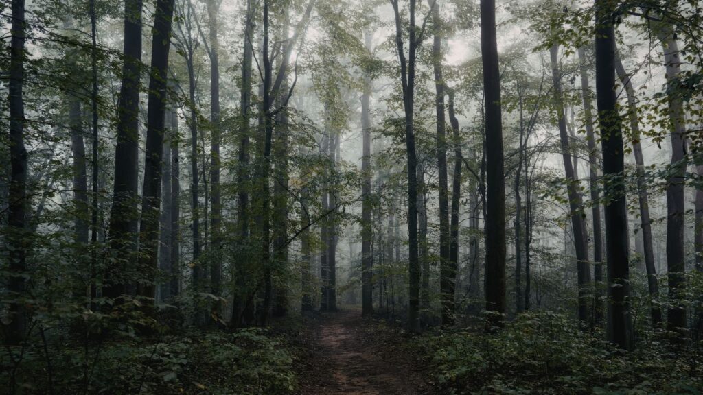 先が見えず迷いを感じて立ち止まっている状態を表す霧の森の小道
